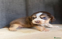 Cocker Spaniel dogs for sale: Stunning KC Reg Cocker Spaniel Pups Choco/Black - Image 8