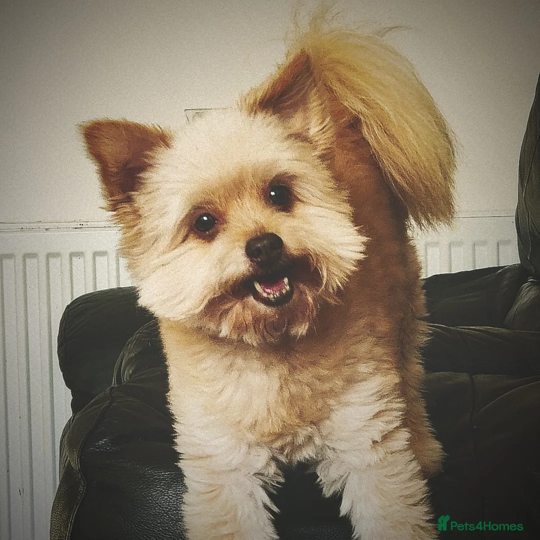 Mixed Breed dogs for sale: Alfie in Selby - Advert 1