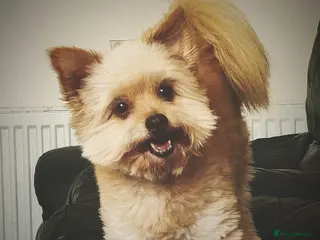 Mixed Breed dogs Alfie in Selby - Advert 1