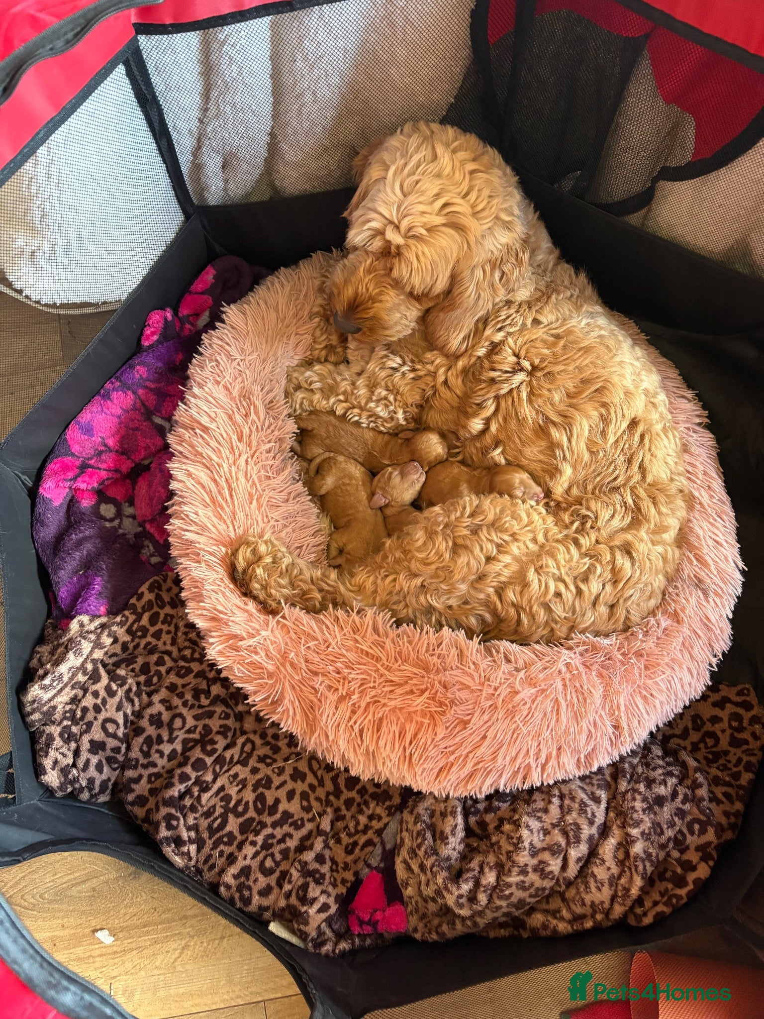 Cockapoo dogs Beautiful Cockapoo puppies - Advert 4