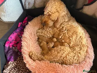 Cockapoo dogs Beautiful Cockapoo puppies - Advert 1