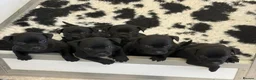 Staffordshire Bull Terrier dogs for sale: Black KC Reg/Health Tested Staffordshire Puppies. - Advert 1