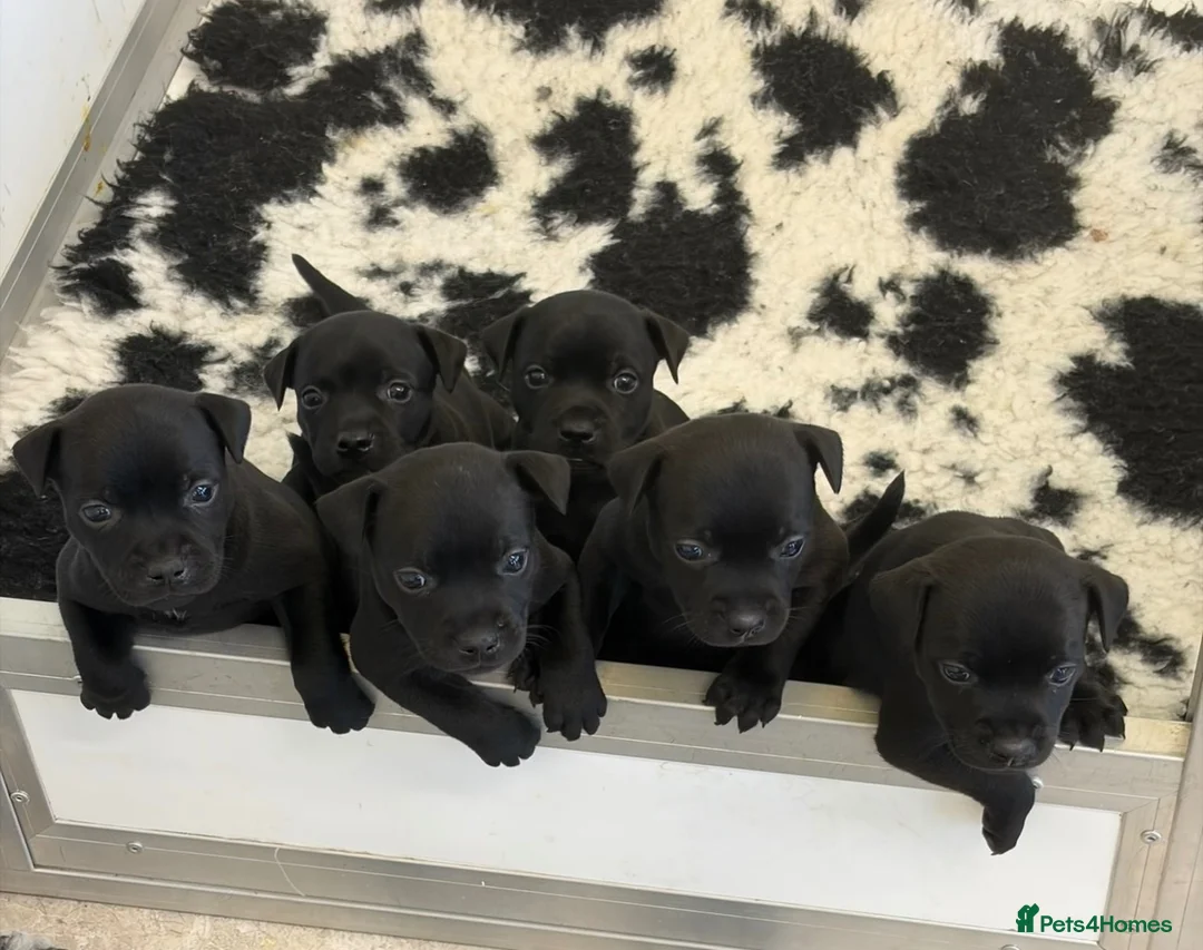 Staffordshire Bull Terrier dogs for sale: Black KC Reg/Health Tested Staffordshire Puppies. - Advert 1