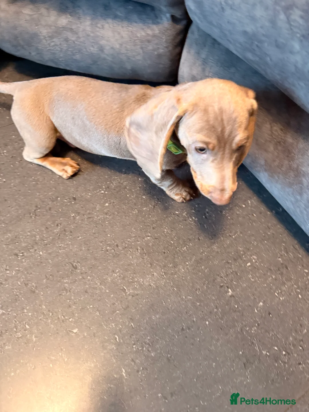 Miniature Dachshund dogs for sale: Just 1 handsome little fella left  - Advert 2