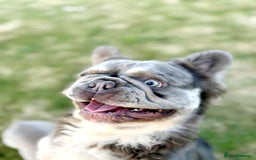French Bulldog dogs for stud: Mr Fluffy son of Don Corleone  - Image 9