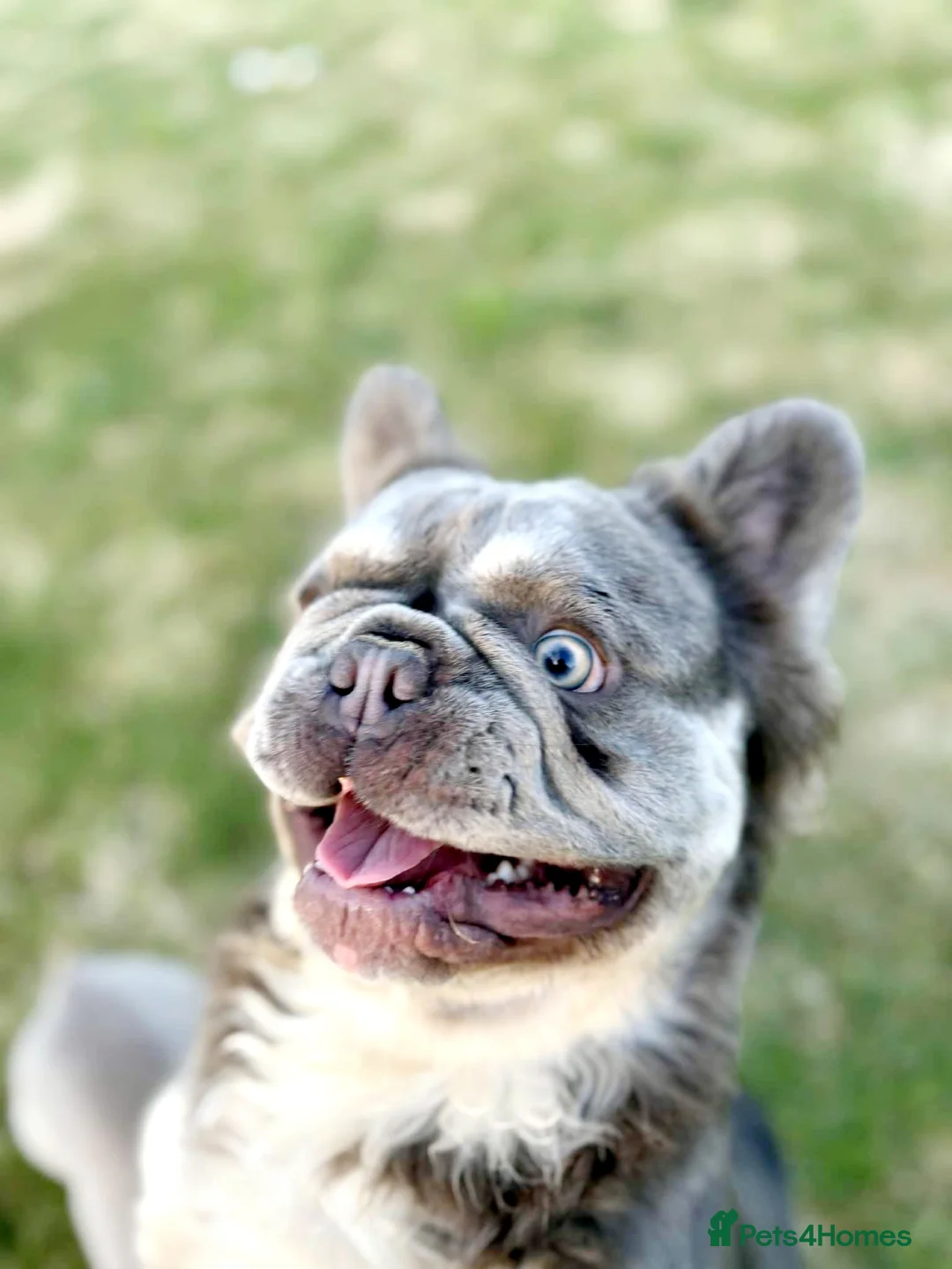 French Bulldog dogs for stud: Mr Fluffy son of Don Corleone  - Advert 9