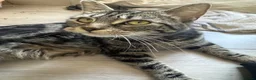 Mixed Breed cats for sale: 2 female kittens for sale  in Telford - Advert 1