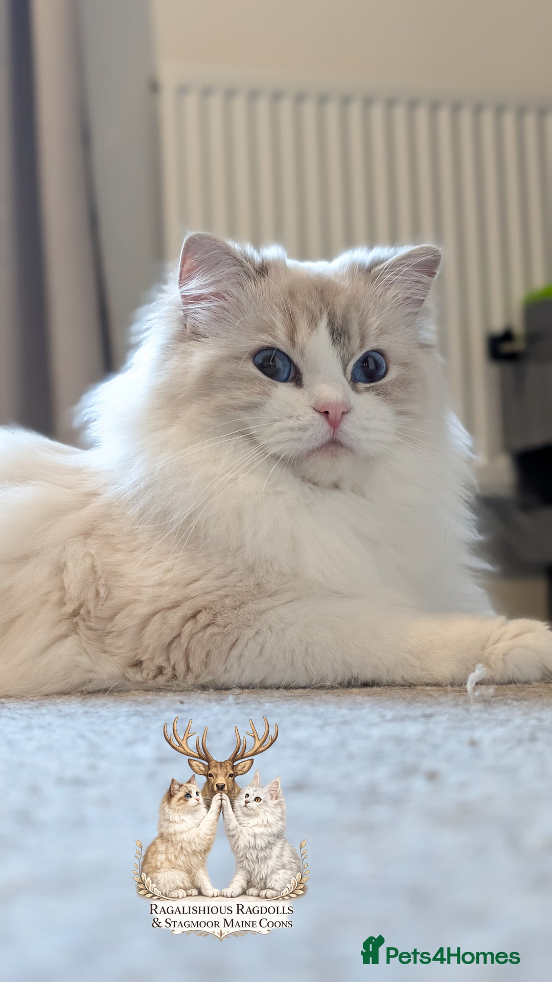 Ragdoll cats for sale: European TICA Blue Lynx Bicolour Champion Pedigree - Advert 6