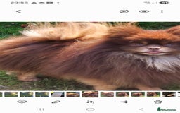 Pomeranian dogs for sale: Russian pomeranian  - Image 1