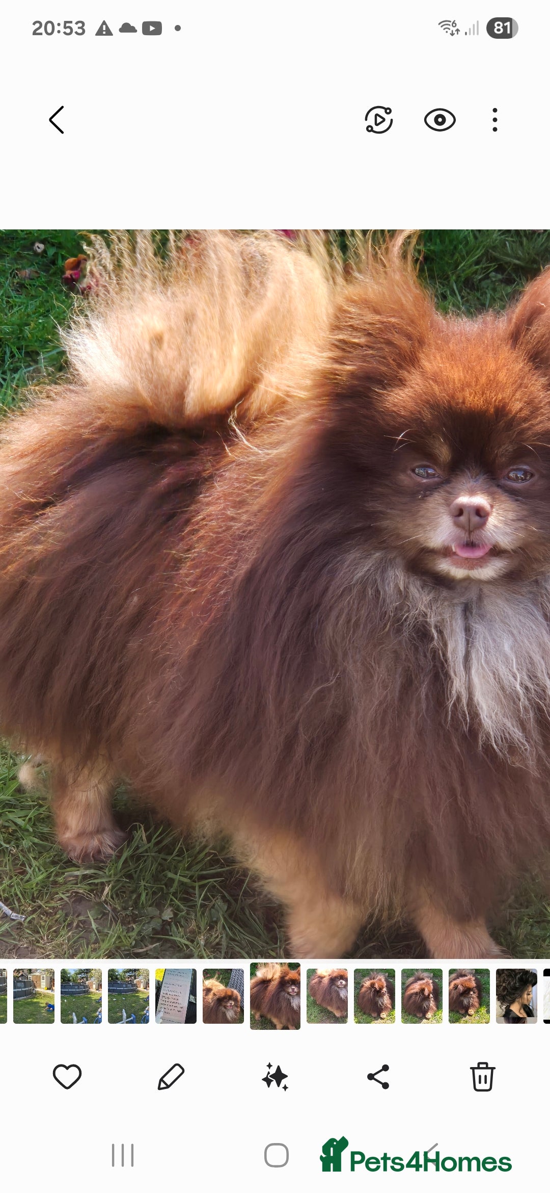 Pomeranian dogs for sale: Russian pomeranian  - Image 1