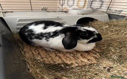 Mini Lop rabbits for sale: Rabbits for sale - Image 1