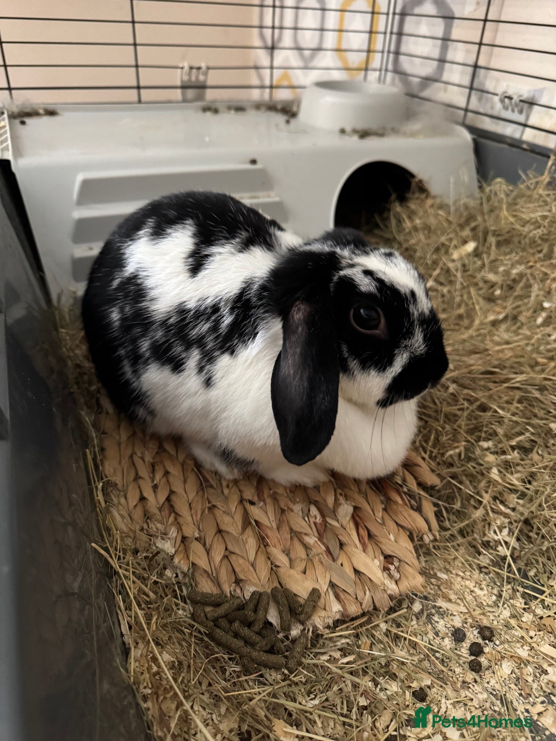 Mini Lop rabbits for sale: Rabbits for sale - Image 1