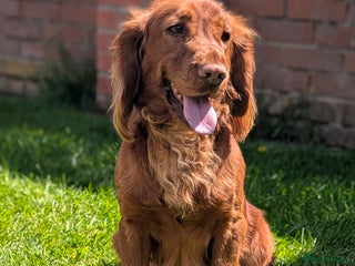 Cocker Spaniel dogs - Advert 34