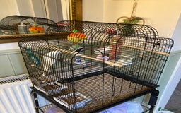 Budgerigars birds for sale: 2x buggies for sale  - Image 2