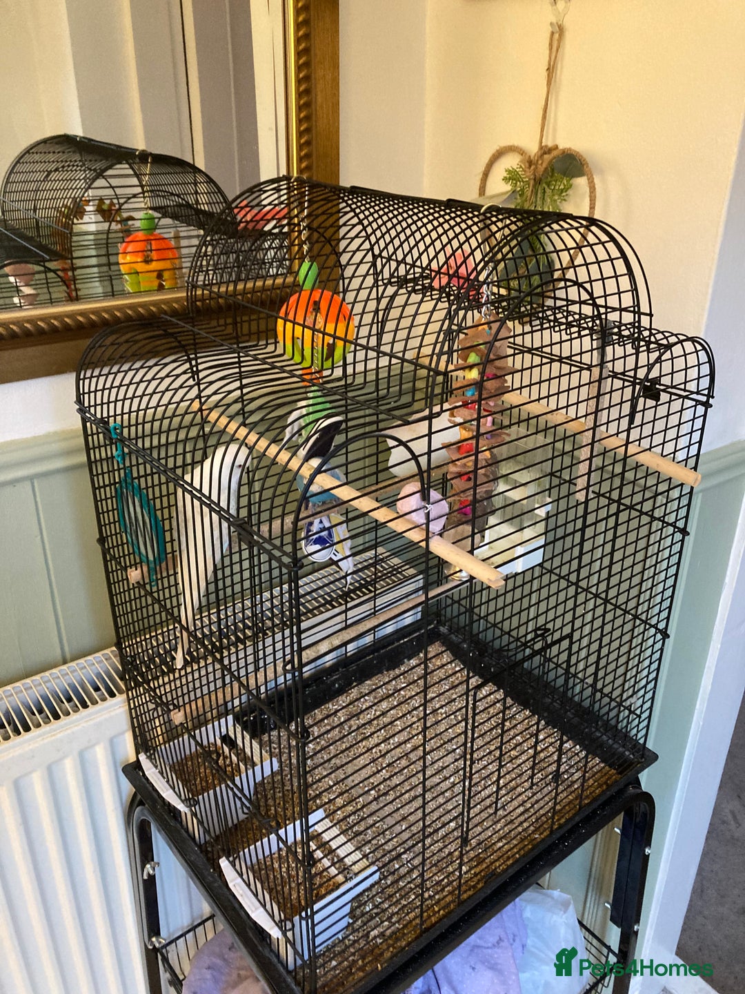 Budgerigars birds for sale: 2x buggies for sale  - Image 2