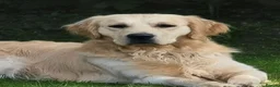 Golden Retriever dogs for stud: RKC Kensesqui Karamel Sutra - Advert 2