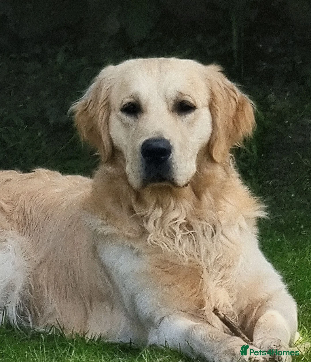 Golden Retriever dogs for stud: RKC Kensesqui Karamel Sutra - Advert 2