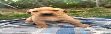 Labrador Retriever 4