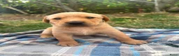 Labrador Retriever dogs for sale: Adorable KC registered labrador pups - Advert 3