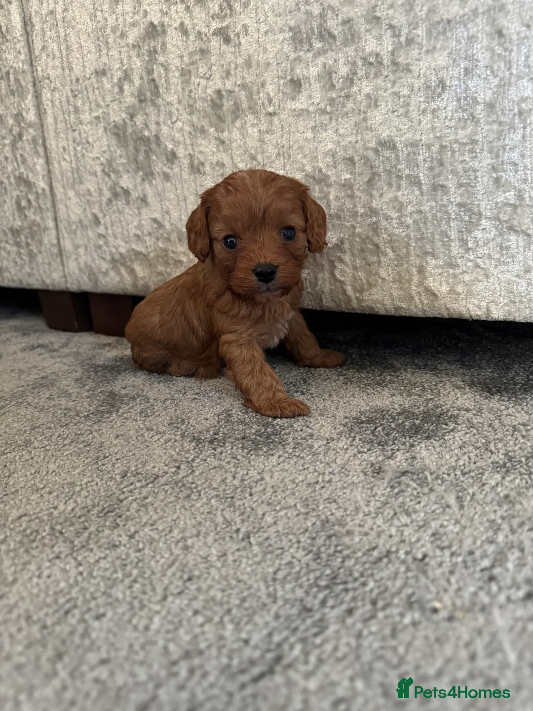 Cavapoo dogs for sale: Superb quality Cavapoo Puppies  - Advert 19