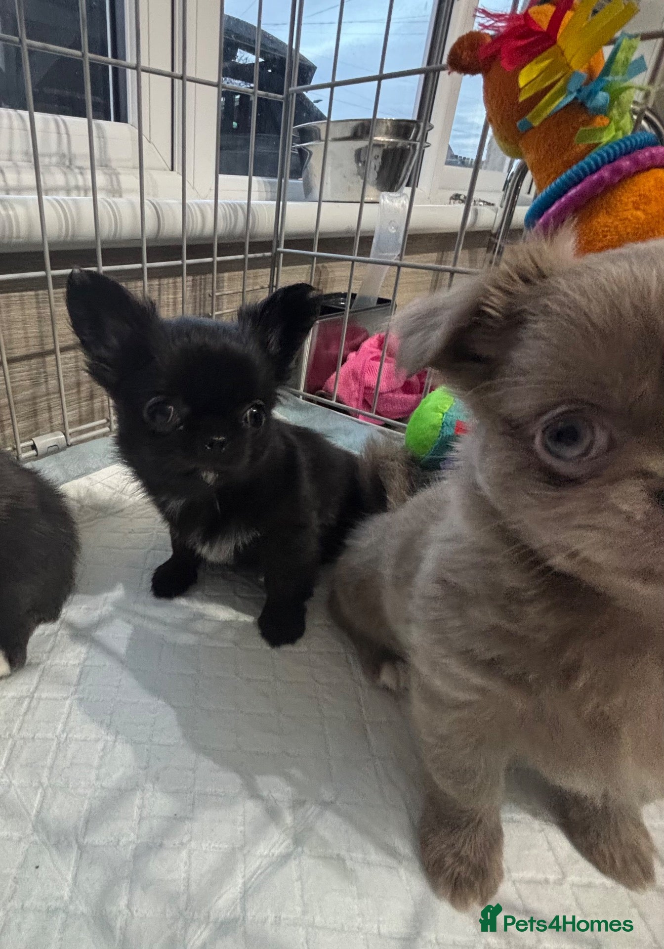 Chihuahua dogs for sale: Long coat chihuahua  - Advert 4