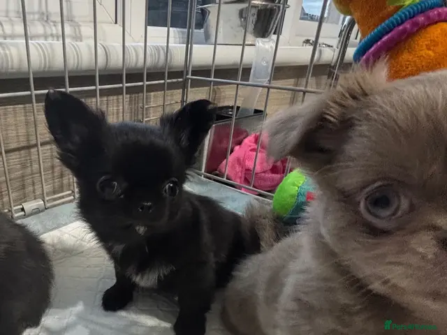 Chihuahua dogs for sale: Long coat chihuahua - Advert 4