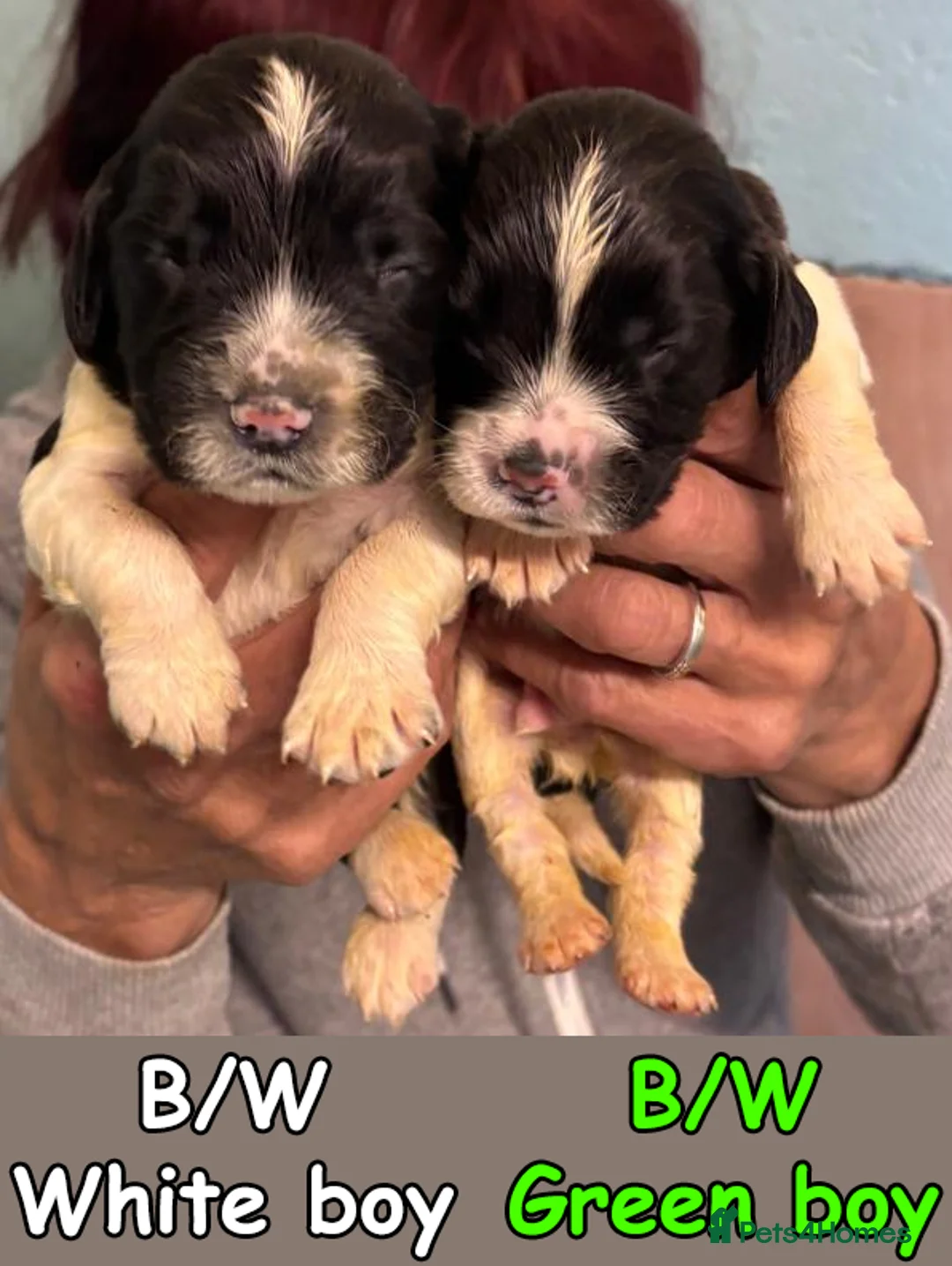 English Springer Spaniel dogs for sale: English Springer Spaniel Puppies - 5 Star Licence - Advert 2