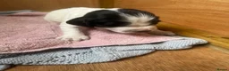 Sprocker dogs for sale: Sprocker spaniel puppies  in Littleborough - Advert 13