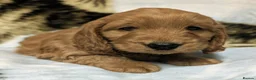 Cockapoo dogs for sale: Quality F1 Cockapoo puppies, Health tested parents - Advert 26