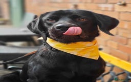 Mixed Breed dogs for adoption: Bentley - Image 9