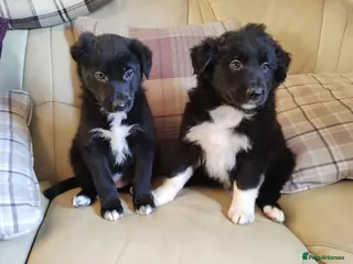 Border Collie dogs Traditional Border Collie Puppies - Advert 1