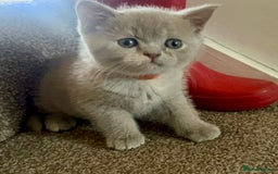 British Shorthair cats for sale: Gorgeous British Shorthair Kittens - Image 6