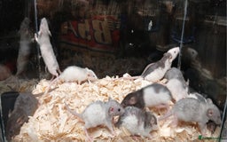 Rat rodents for sale: Baby Dumbo Rats Females  - Image 10