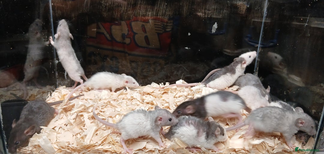 Rat rodents for sale: Baby Dumbo Rats Females  - Image 10
