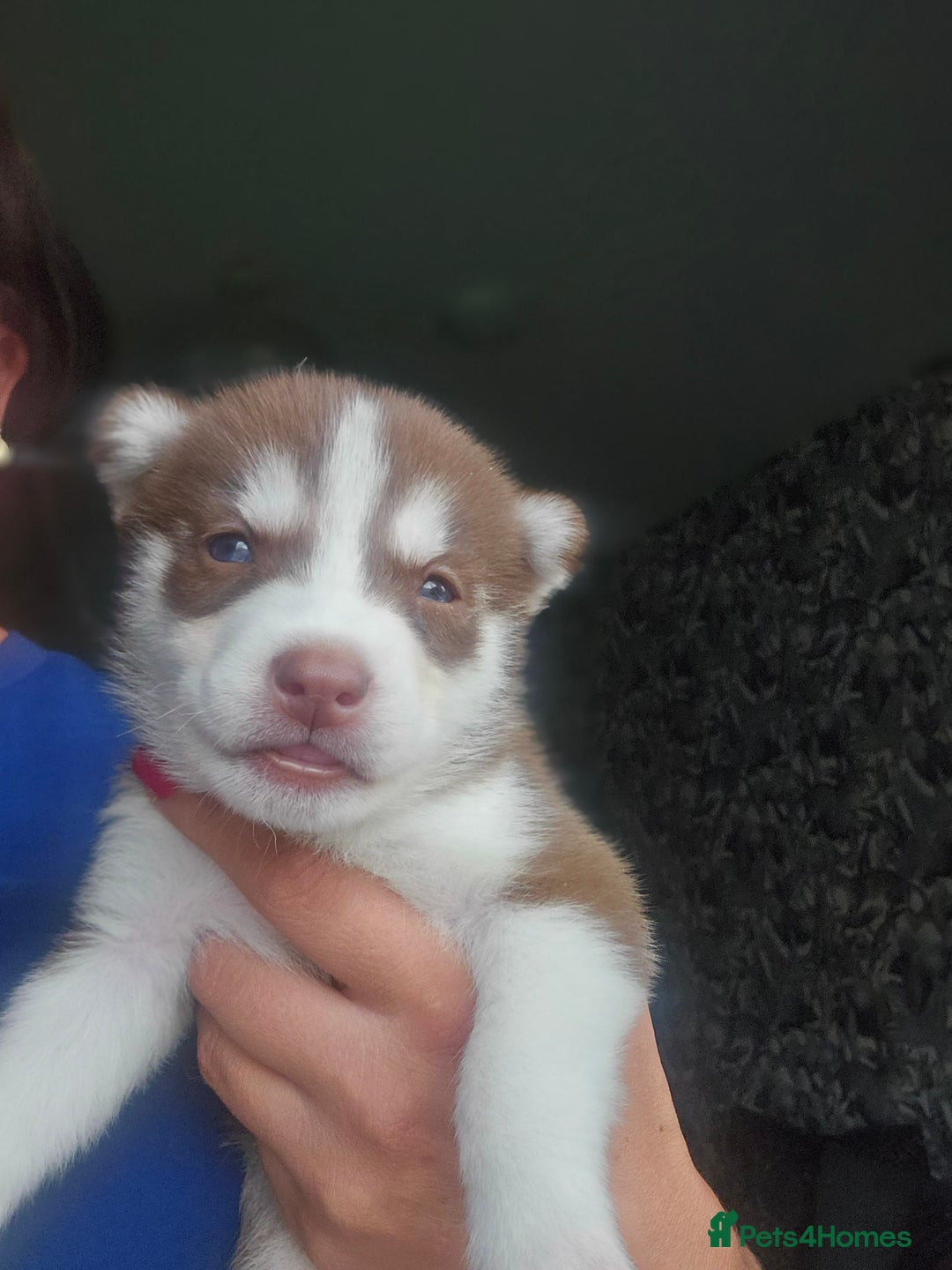 Siberian Husky dogs for sale: Gorgeous Litter of Husky Puppies - Image 30
