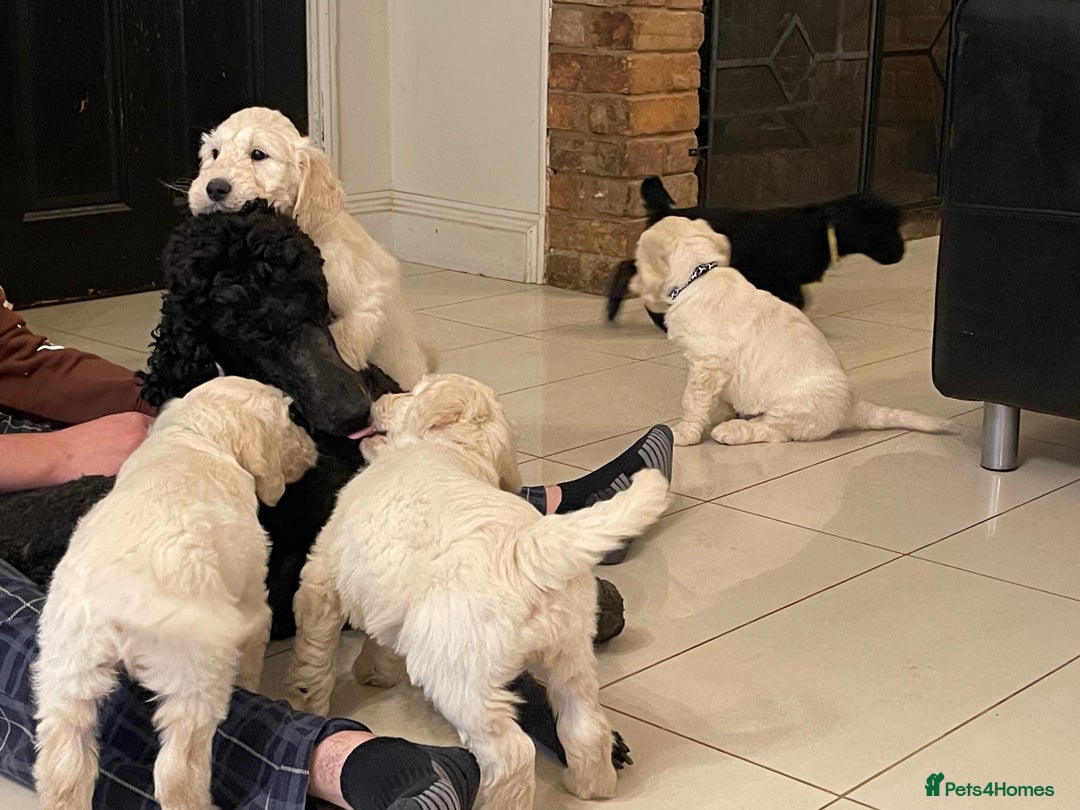 Goldendoodle dogs for sale: Stunning Goldendoodle puppies - Image 26