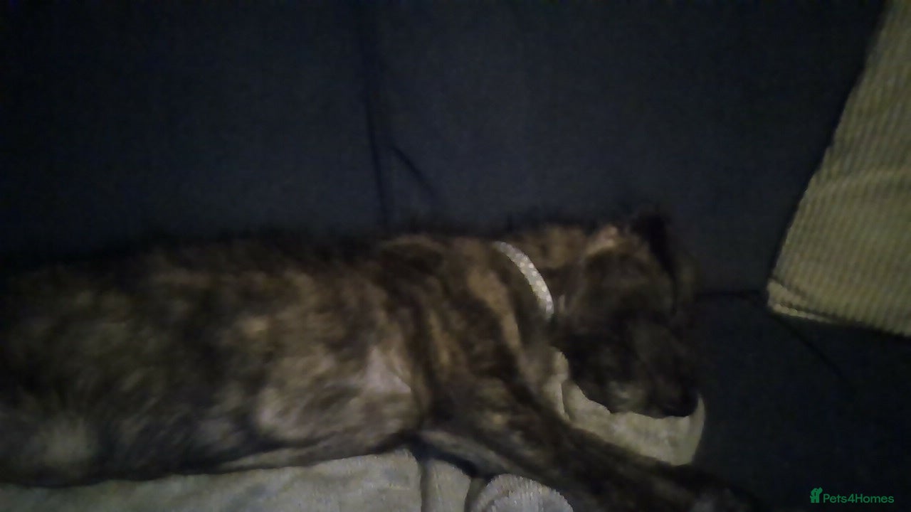 Lurcher dogs lovely male pups - Advert 8