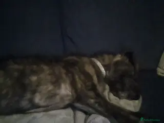 Lurcher dogs lovely male pups - Advert 8