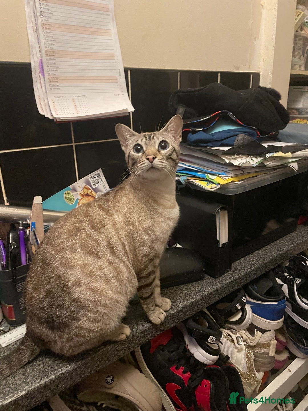 Bengal cats for sale: ABSOLUTELY BEAUTIFUL KITTENS 🐈‍⬛ XX - Advert 3