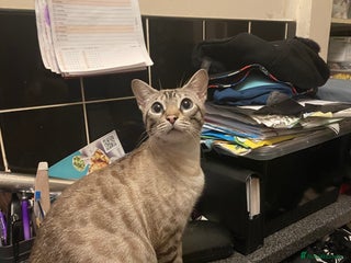 Bengal cats ABSOLUTELY BEAUTIFUL KITTENS 🐈⬛ XX - Advert 2