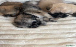 Shih Tzu dogs for sale: KC Shihtzu pups  - Image 15