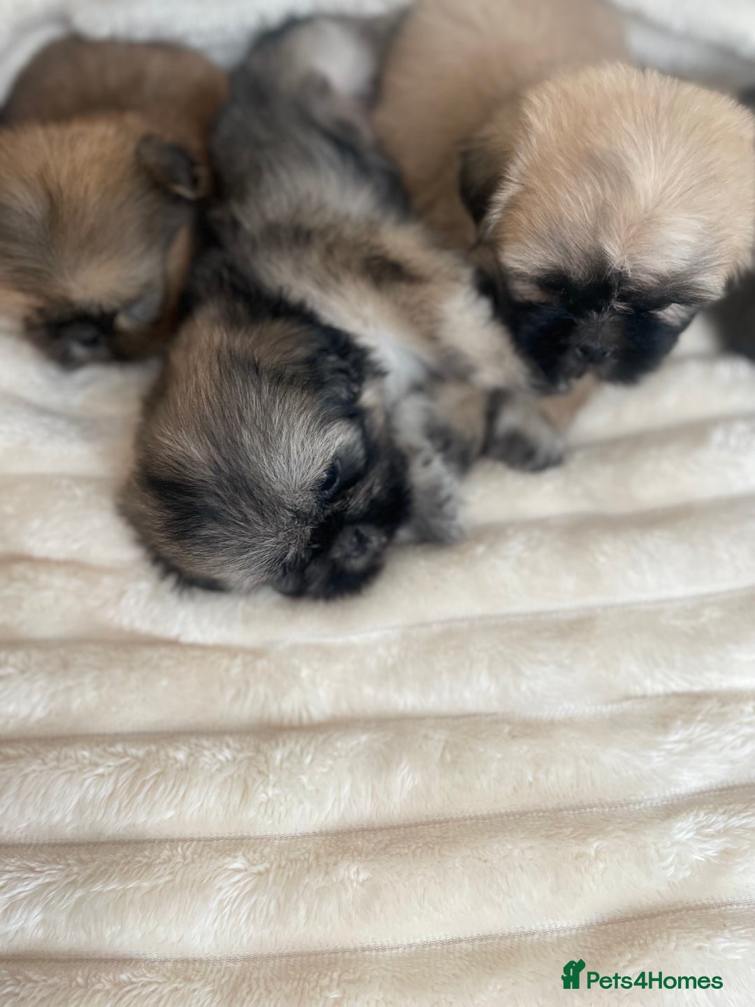 Shih Tzu dogs for sale: KC Shihtzu pups  - Image 15