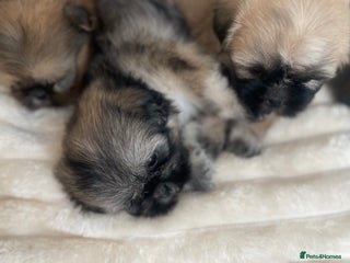 Shih Tzu dogs - Advert 18