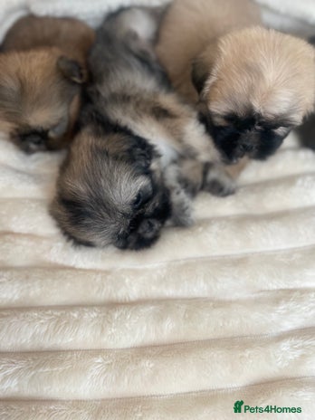 Shih Tzu dogs - Advert 9