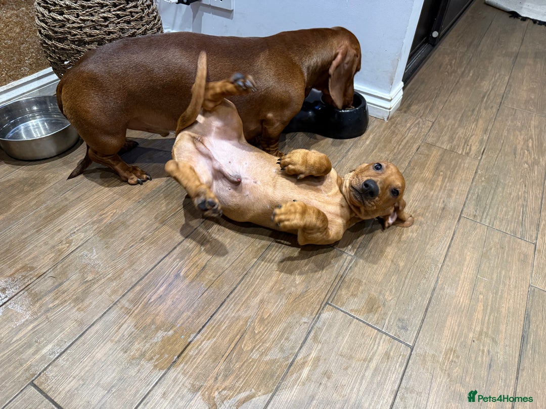 Dachshund dogs for sale: Standard dachshund puppies in Crawley - Advert 4