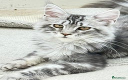 Maine Coon cats for sale: WE MAY SELL ACTIVE Top quality Maine coon kittens - Image 2