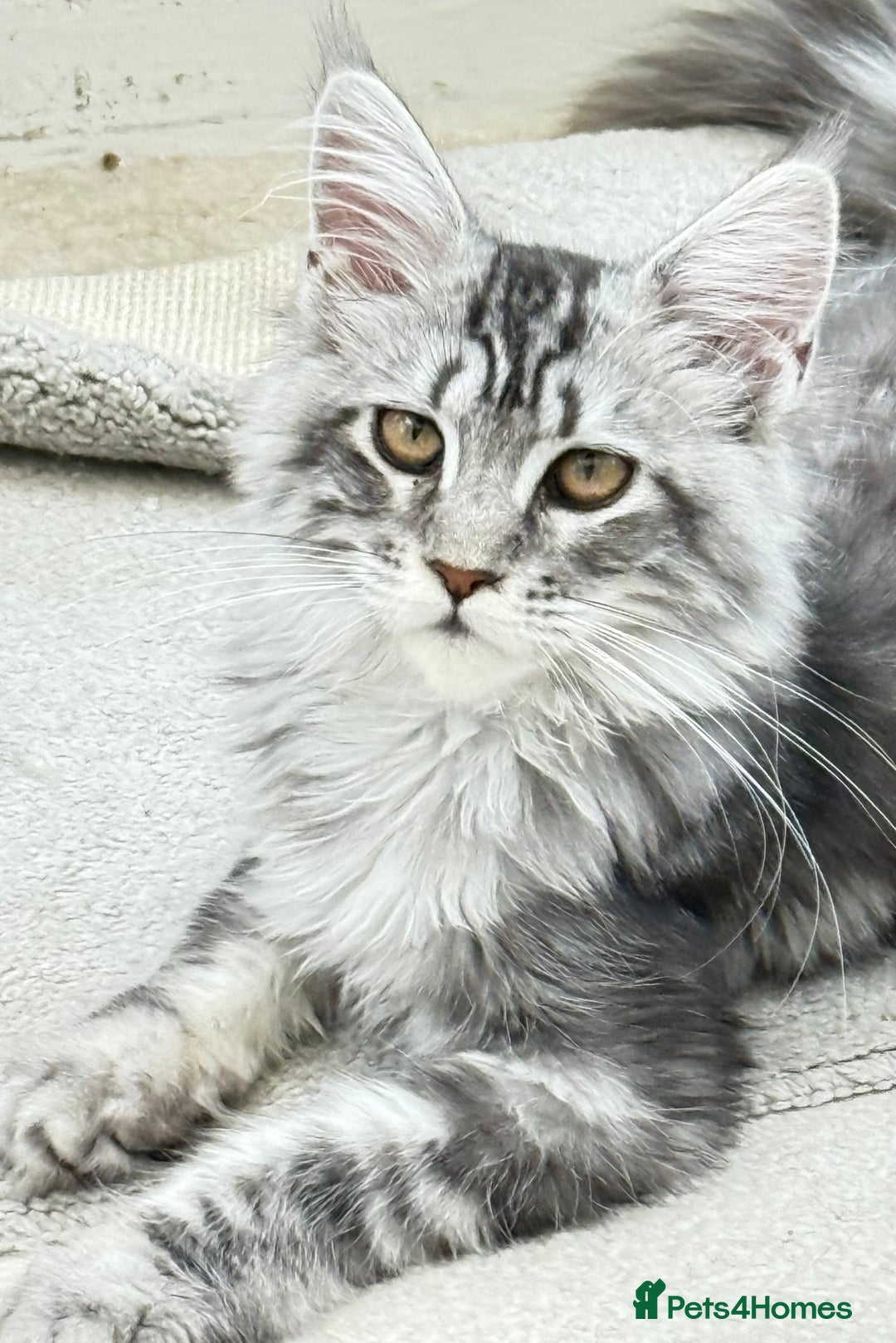 Maine Coon cats for sale: WE MAY SELL ACTIVE Top quality Maine coon kittens - Image 2