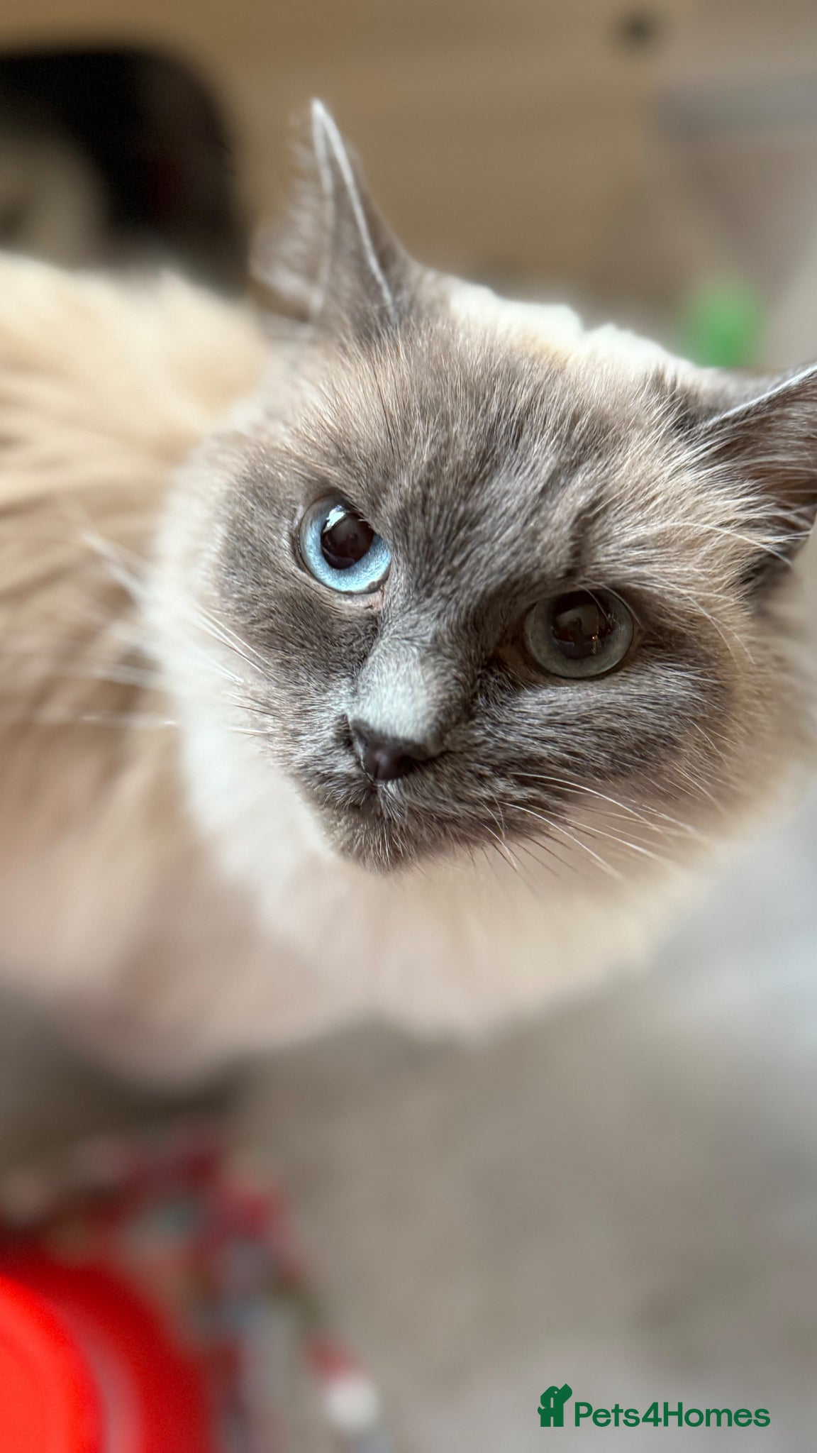 Ragdoll cats for sale: Gorgeous Blue Point purebred Ragdoll Kittens - Advert 2