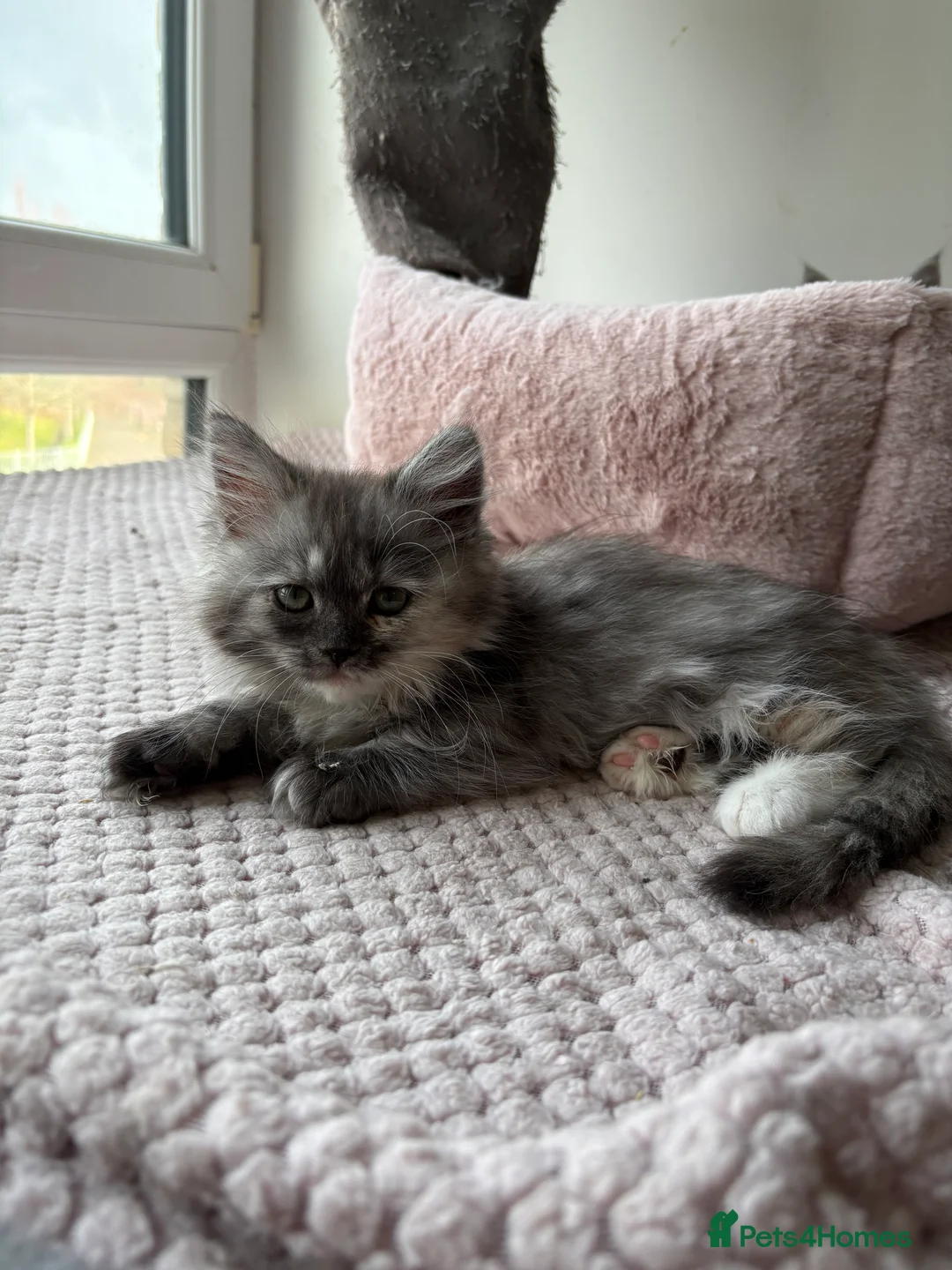 Munchkin cats for sale: Persian Munchkin kittens  - Advert 7