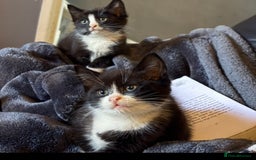 British Shorthair cats for sale: Kittens  - Image 4